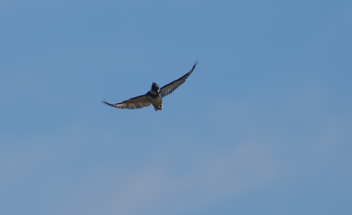 Belted Kingfisher - ML620743546