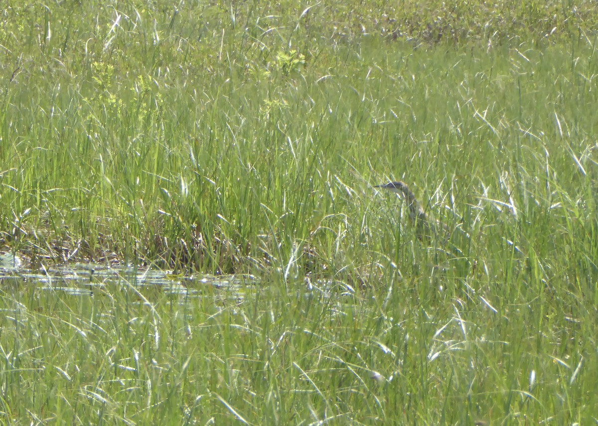 American Bittern - ML620743548