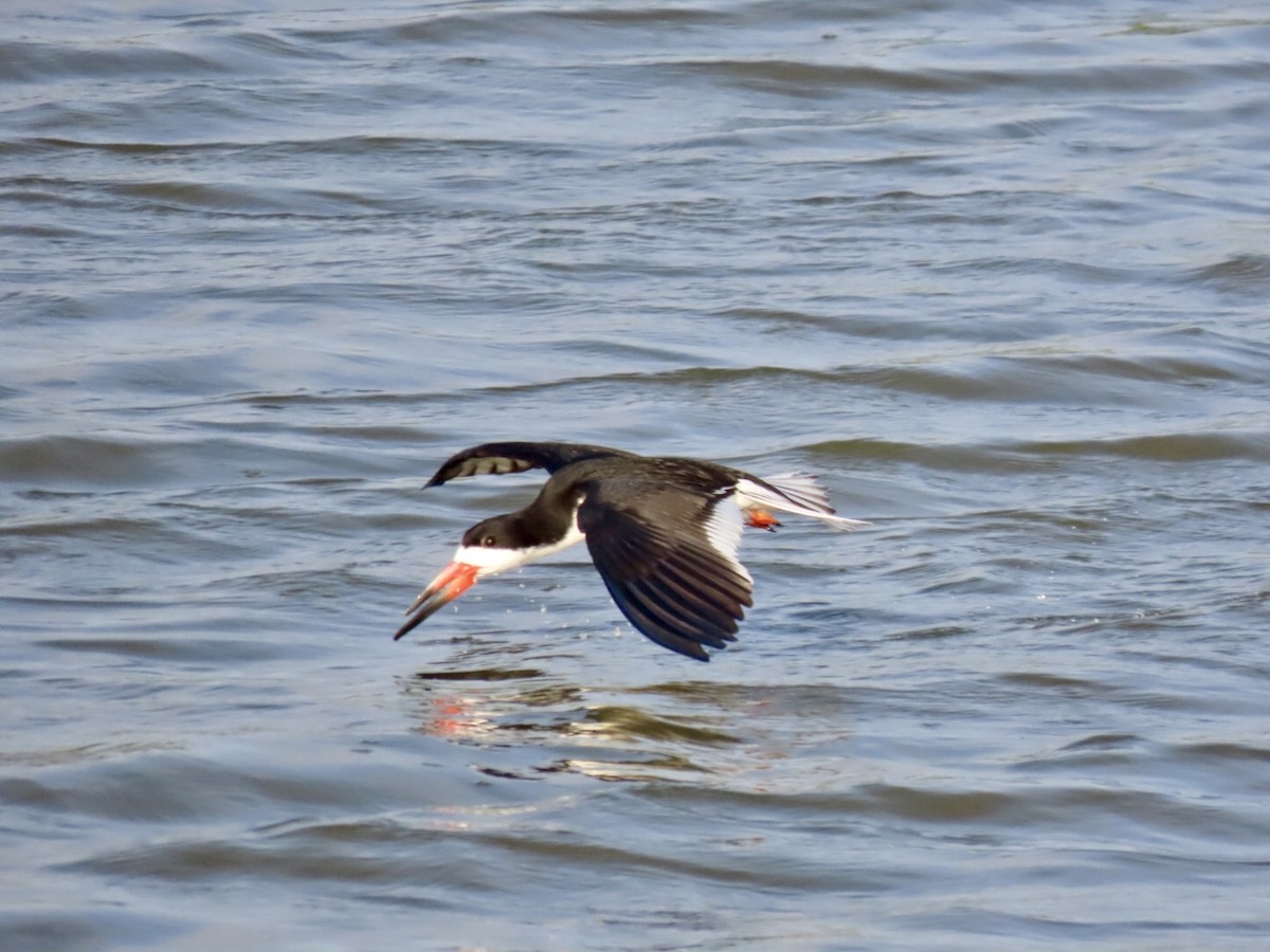 Black Skimmer - ML620743549