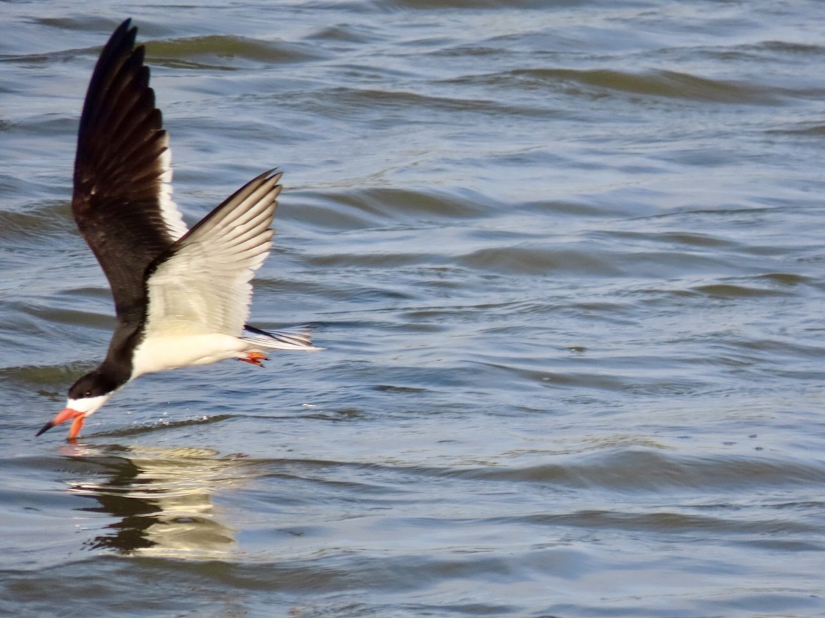 Black Skimmer - ML620743550