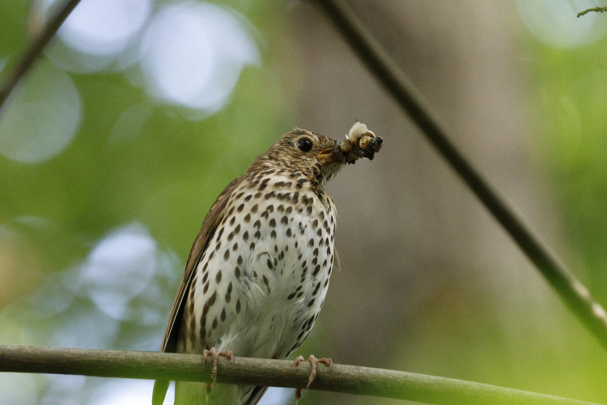 Song Thrush - ML620743552