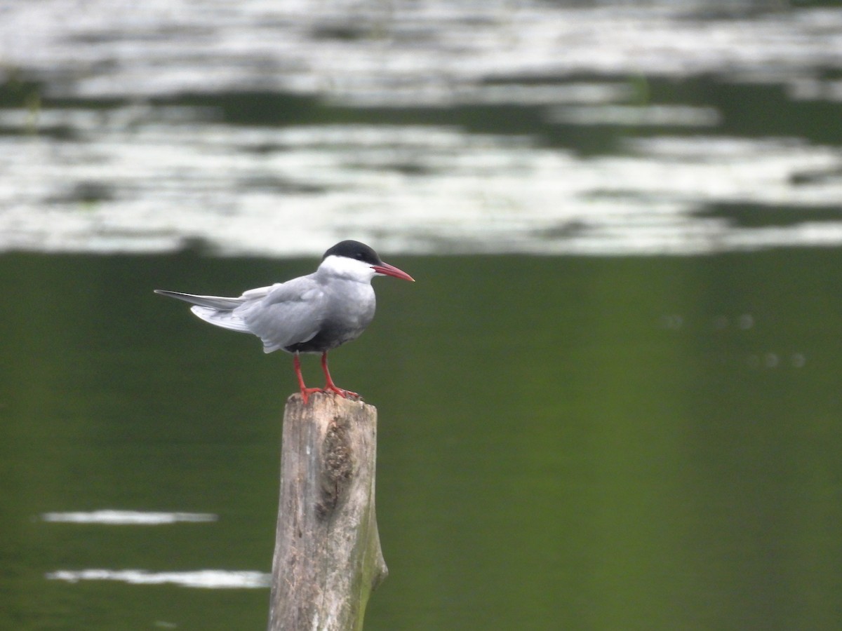 Whiskered Tern - ML620743554