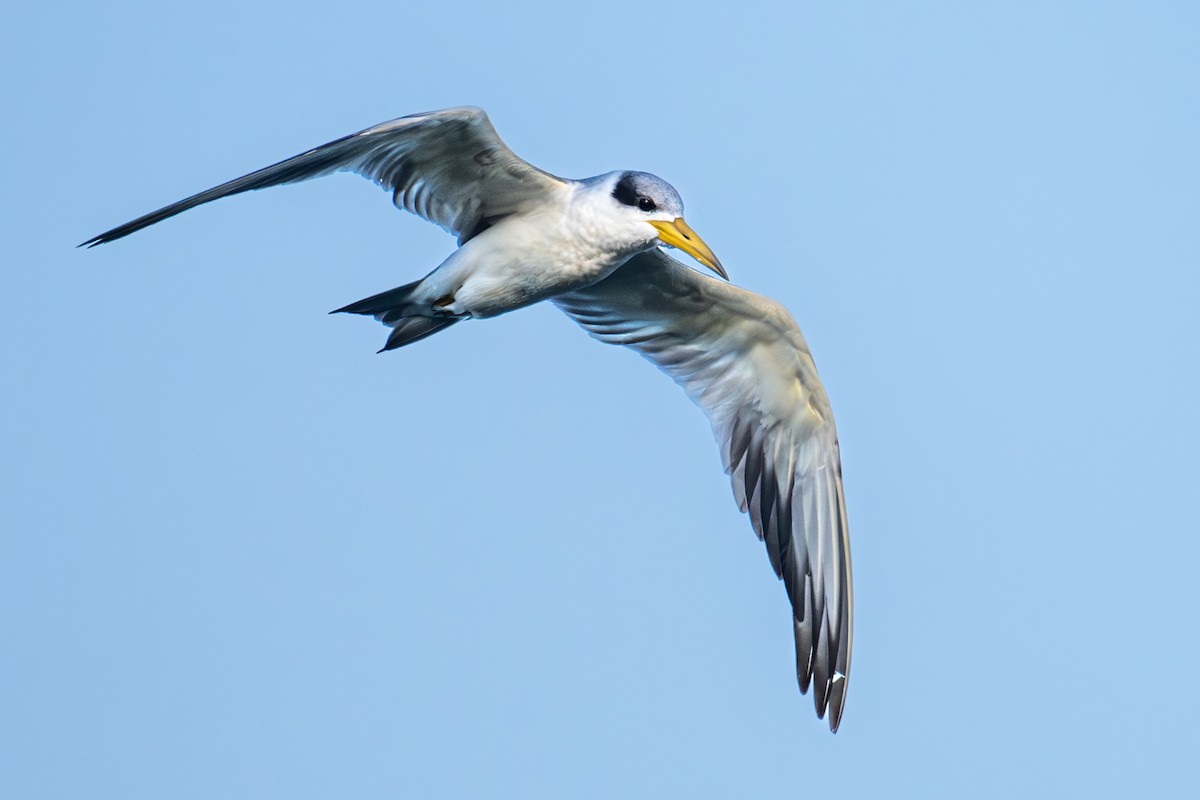 Large-billed Tern - ML620743556