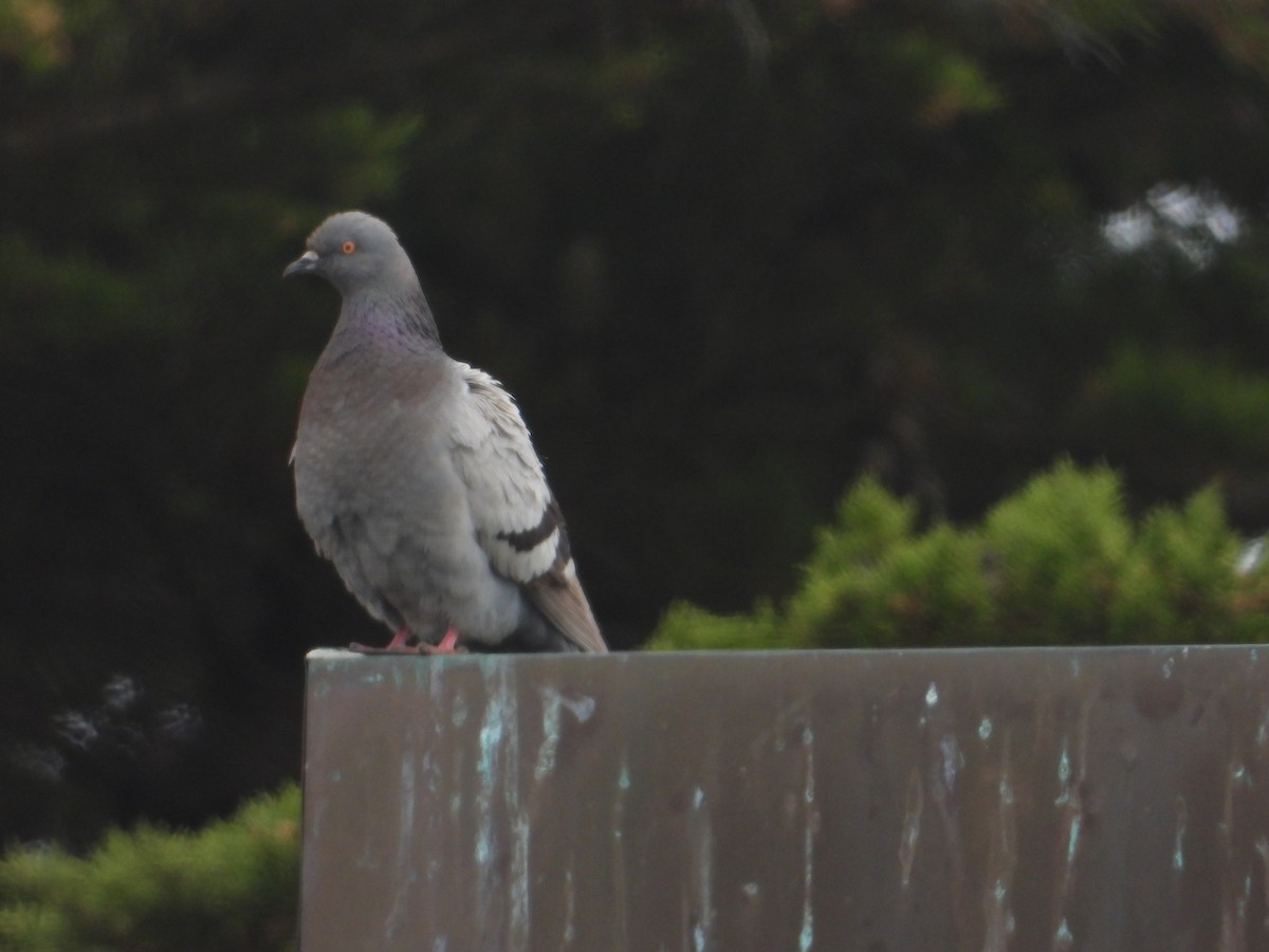 Rock Pigeon (Feral Pigeon) - ML620743558