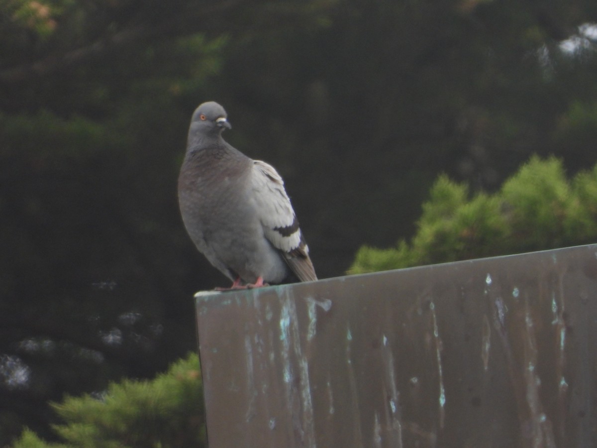 Rock Pigeon (Feral Pigeon) - ML620743559