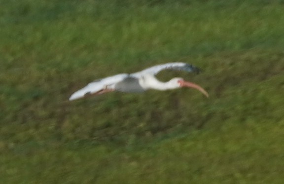 White Ibis - ML620743561