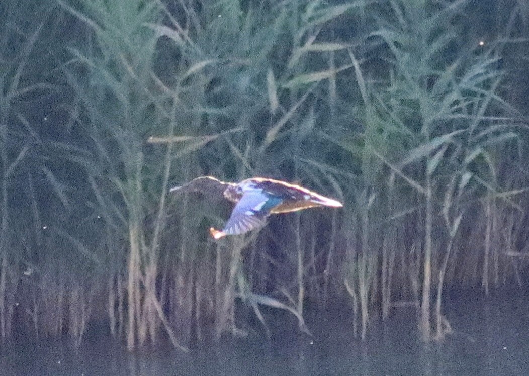 Northern Shoveler - ML620743563