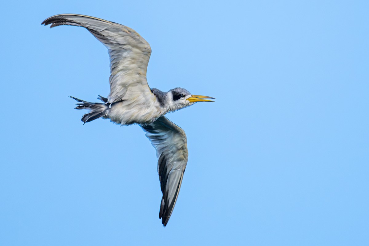 Large-billed Tern - ML620743565