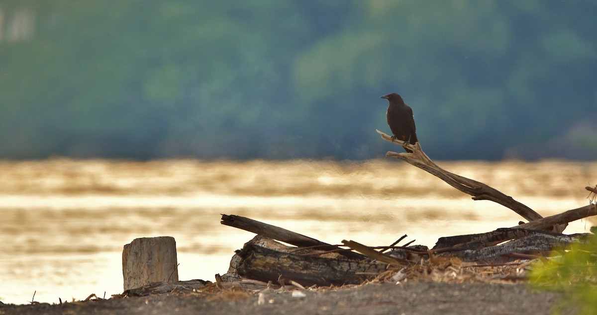 American Crow - ML620743577