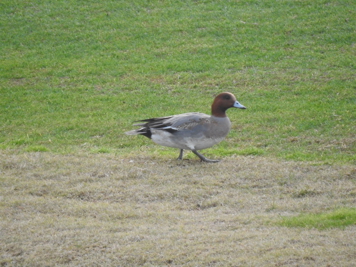 Eurasian Wigeon - ML620743579