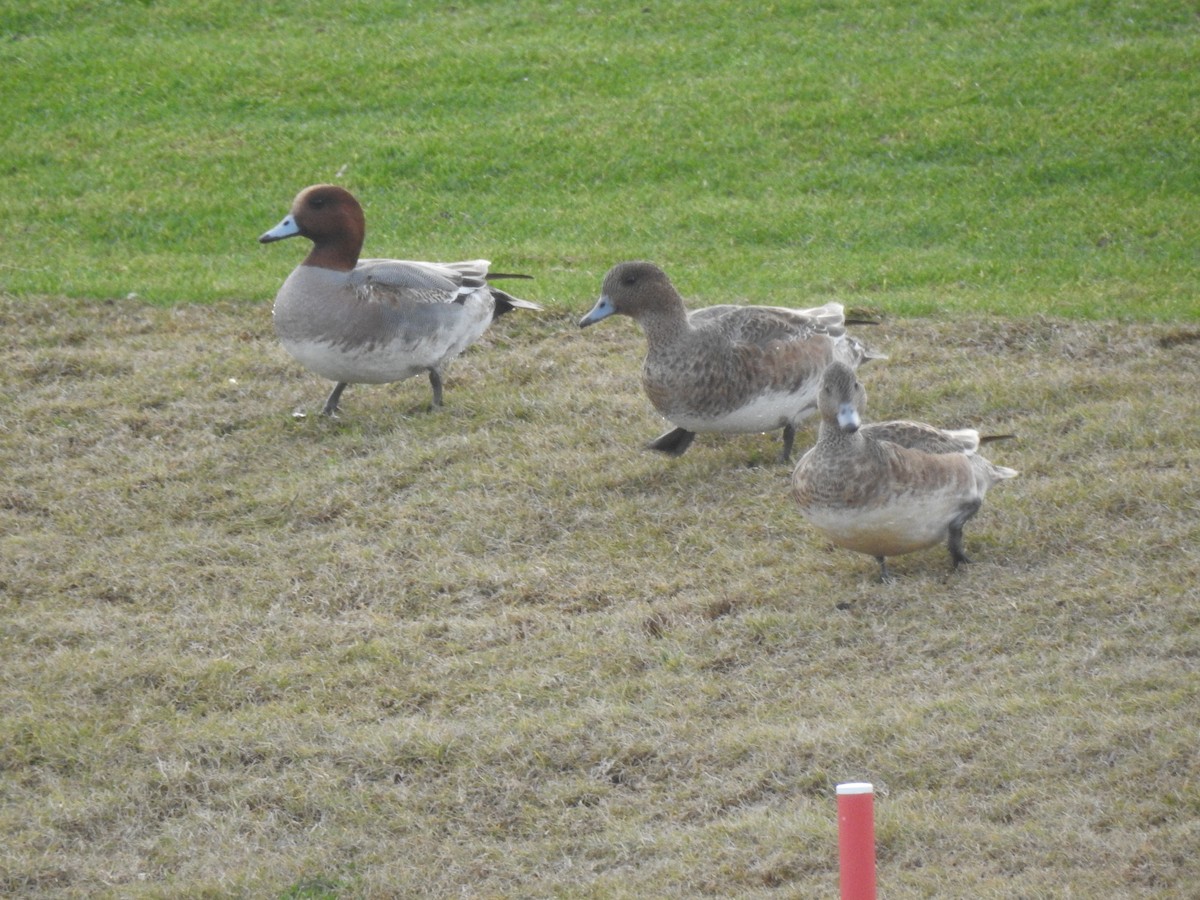 Eurasian Wigeon - ML620743582