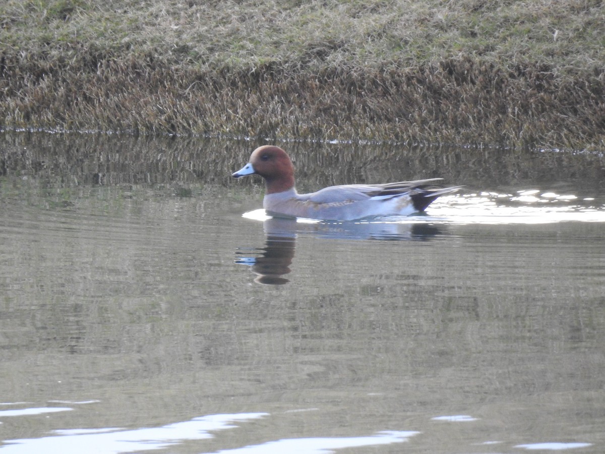 Eurasian Wigeon - ML620743583