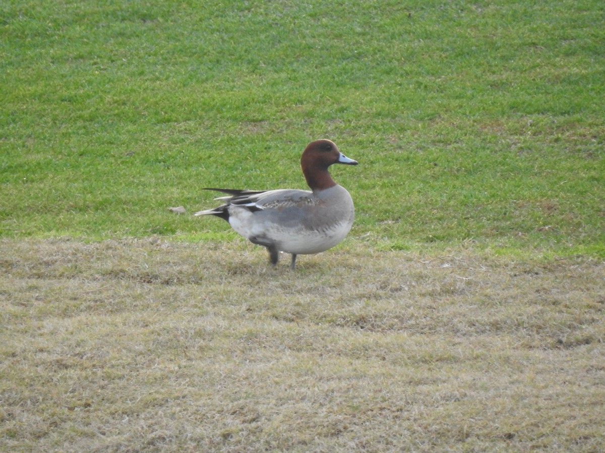 Eurasian Wigeon - ML620743584