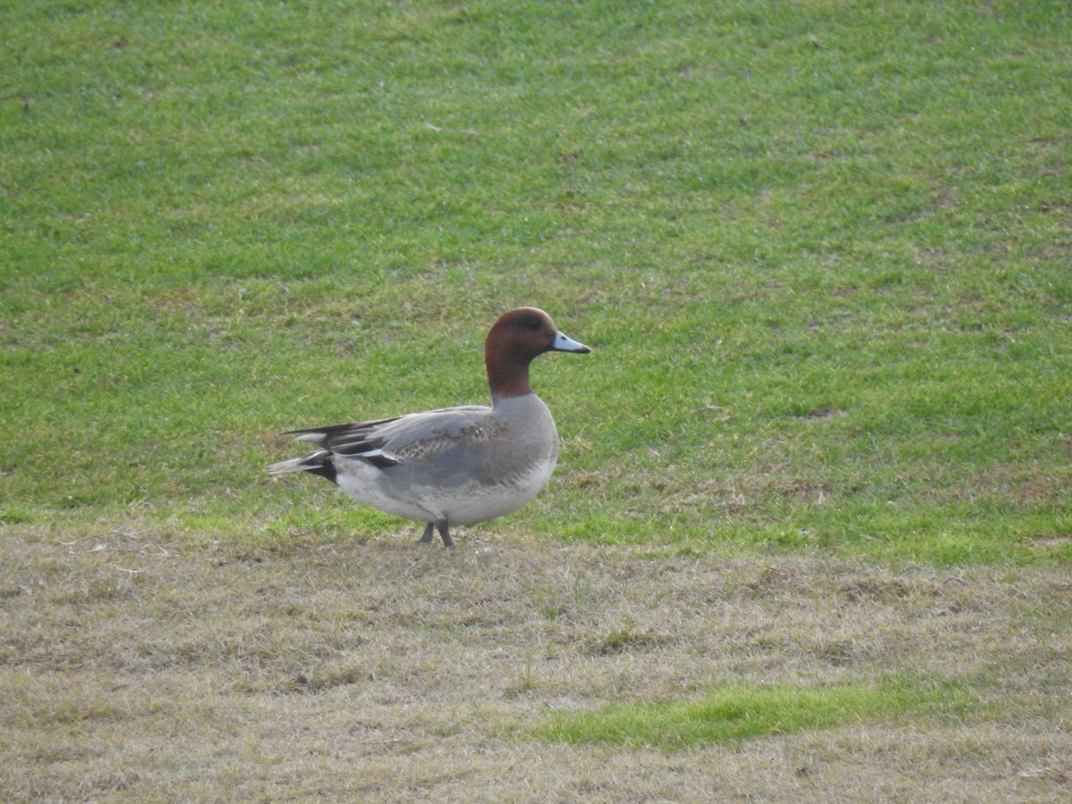 Eurasian Wigeon - ML620743585