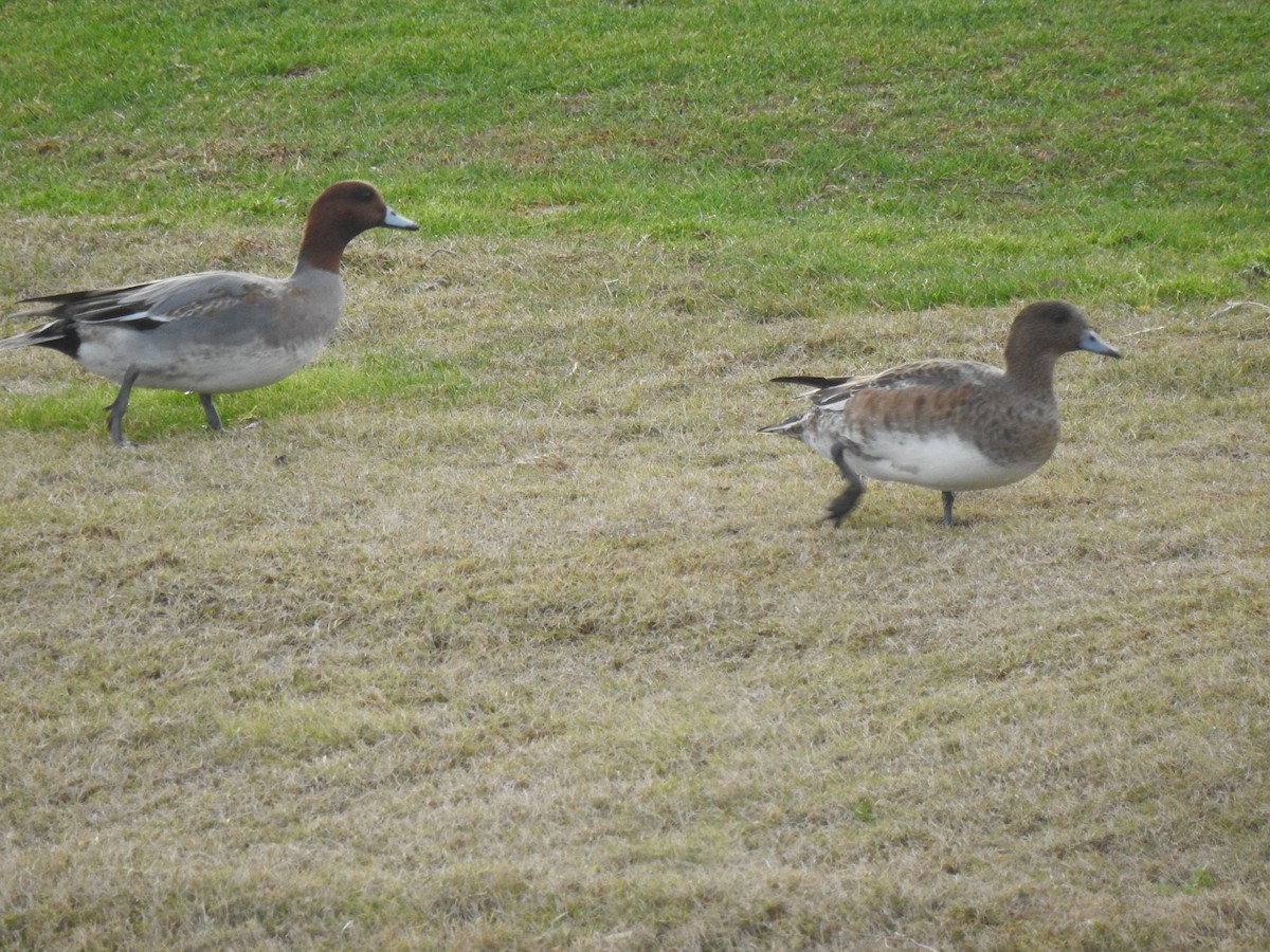 Eurasian Wigeon - ML620743586