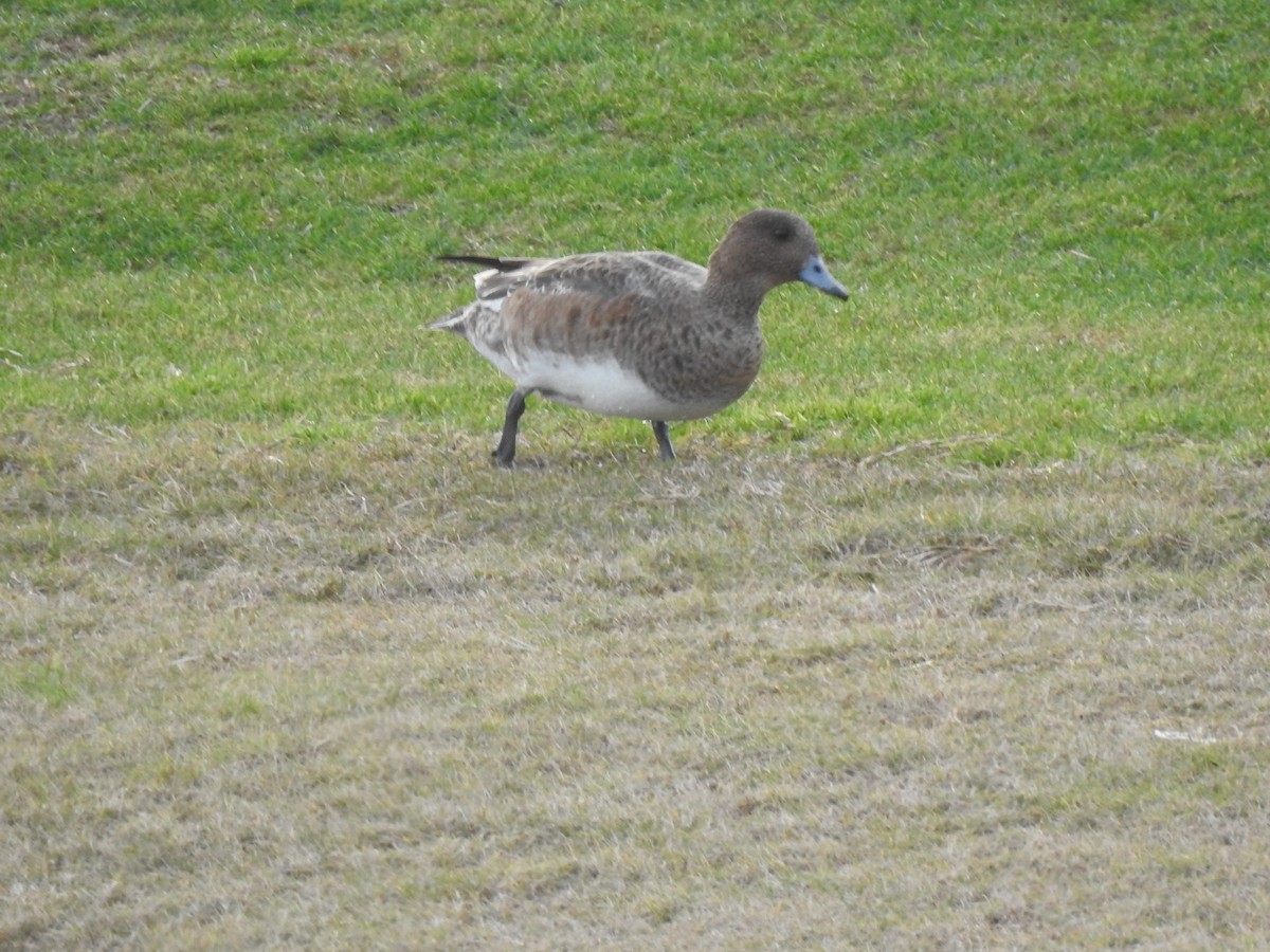 Eurasian Wigeon - ML620743587