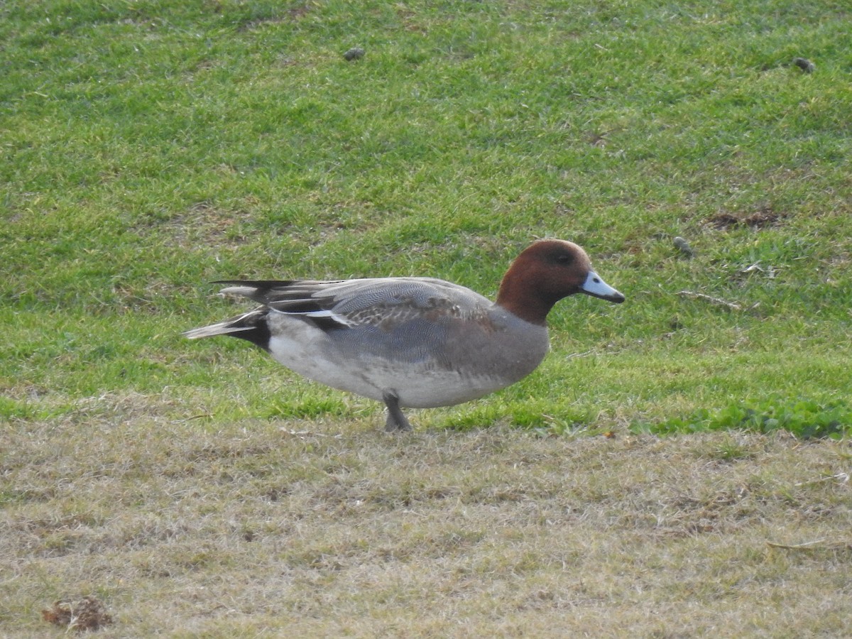 Eurasian Wigeon - ML620743588