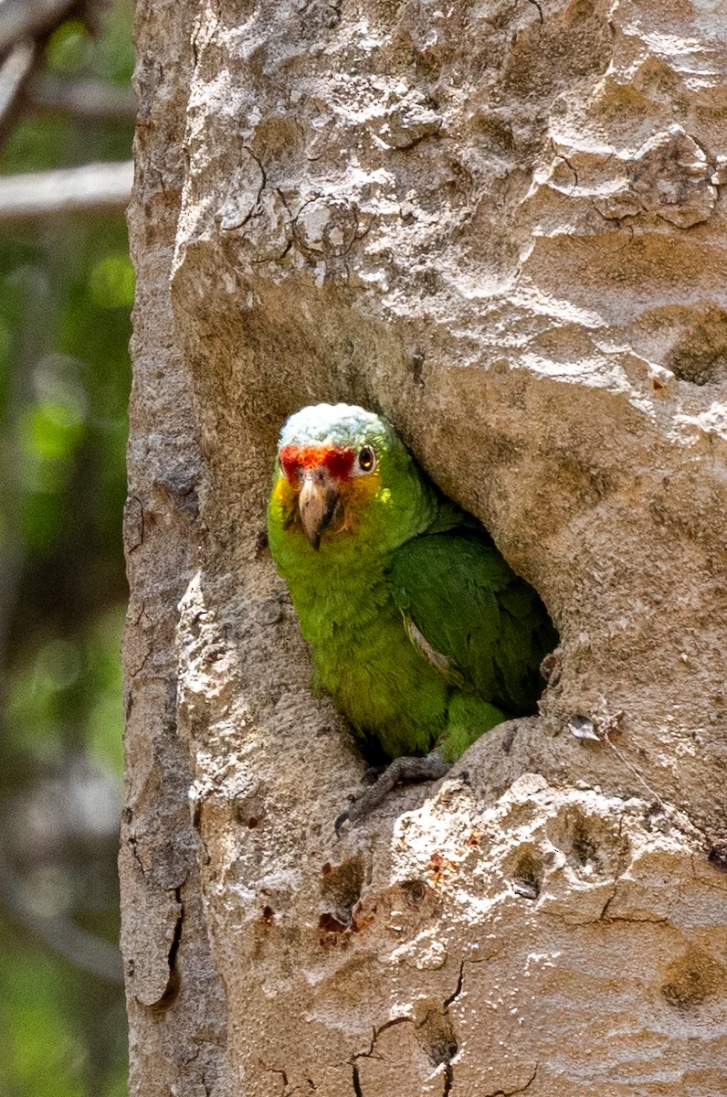 Red-lored Parrot - ML620743595