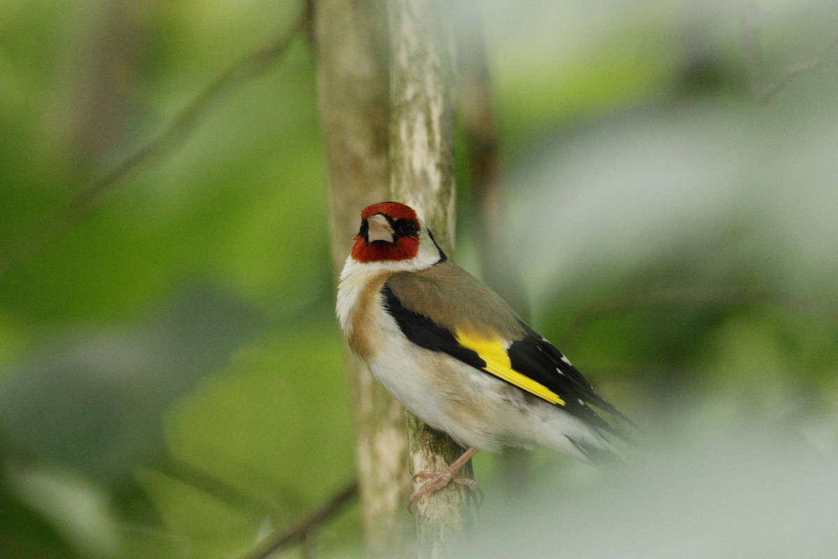 European Goldfinch - ML620743598