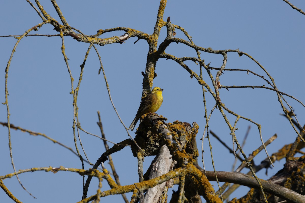 Yellowhammer - Schahzad Saqib