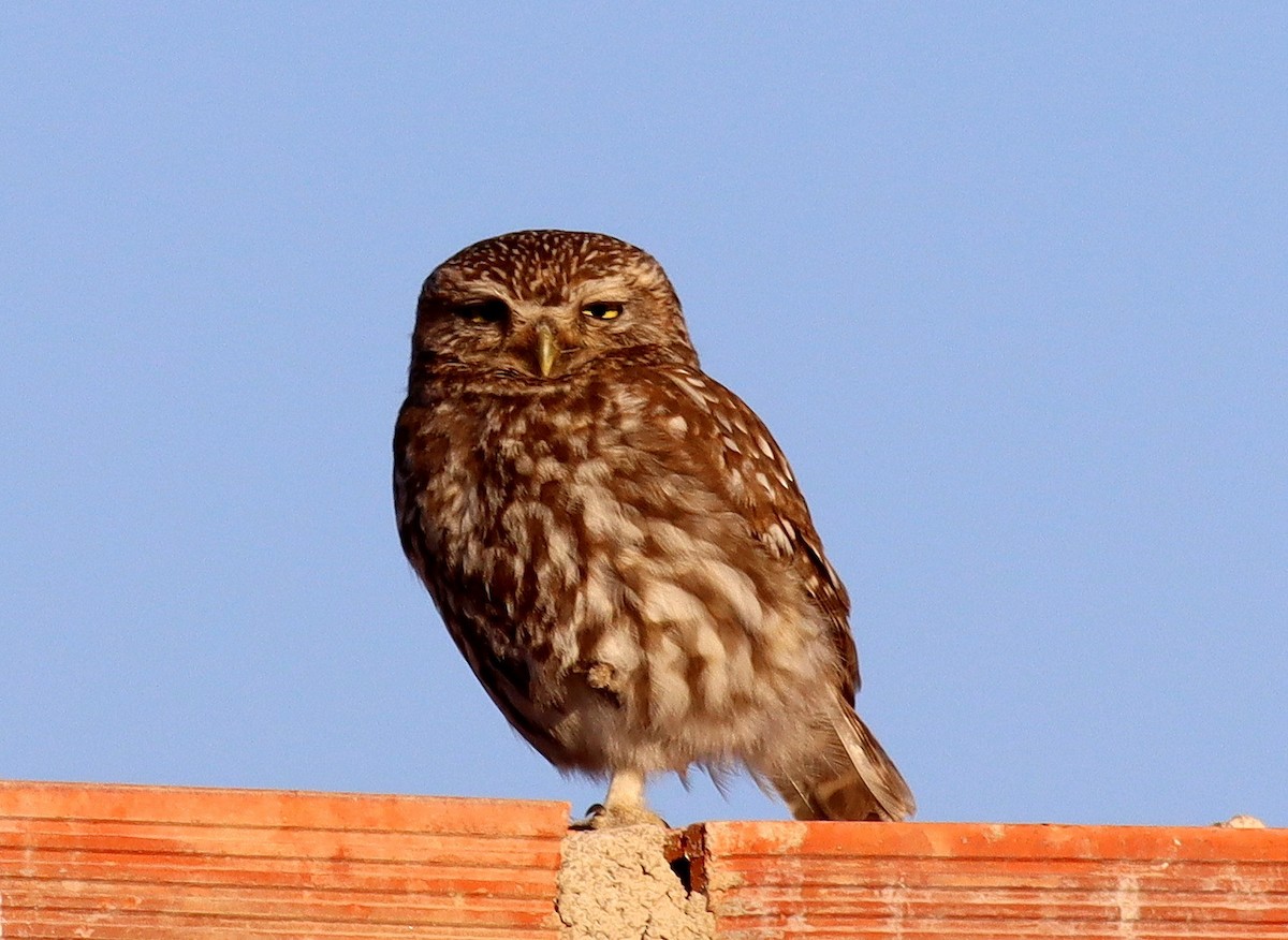 Little Owl - ML620743605