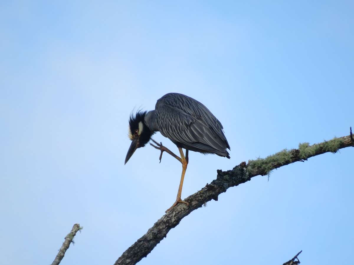 Yellow-crowned Night Heron - ML620743607