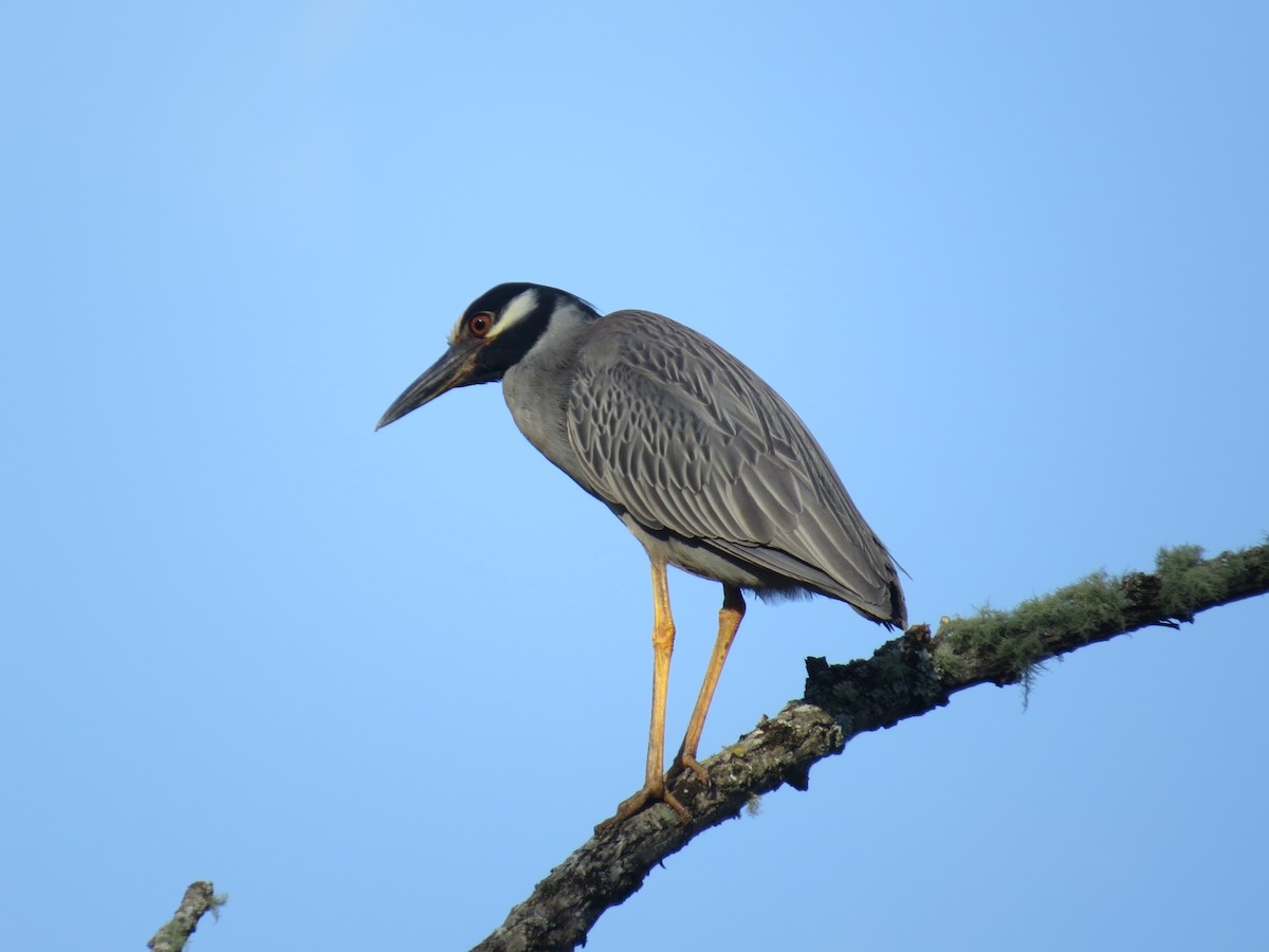 Yellow-crowned Night Heron - ML620743608