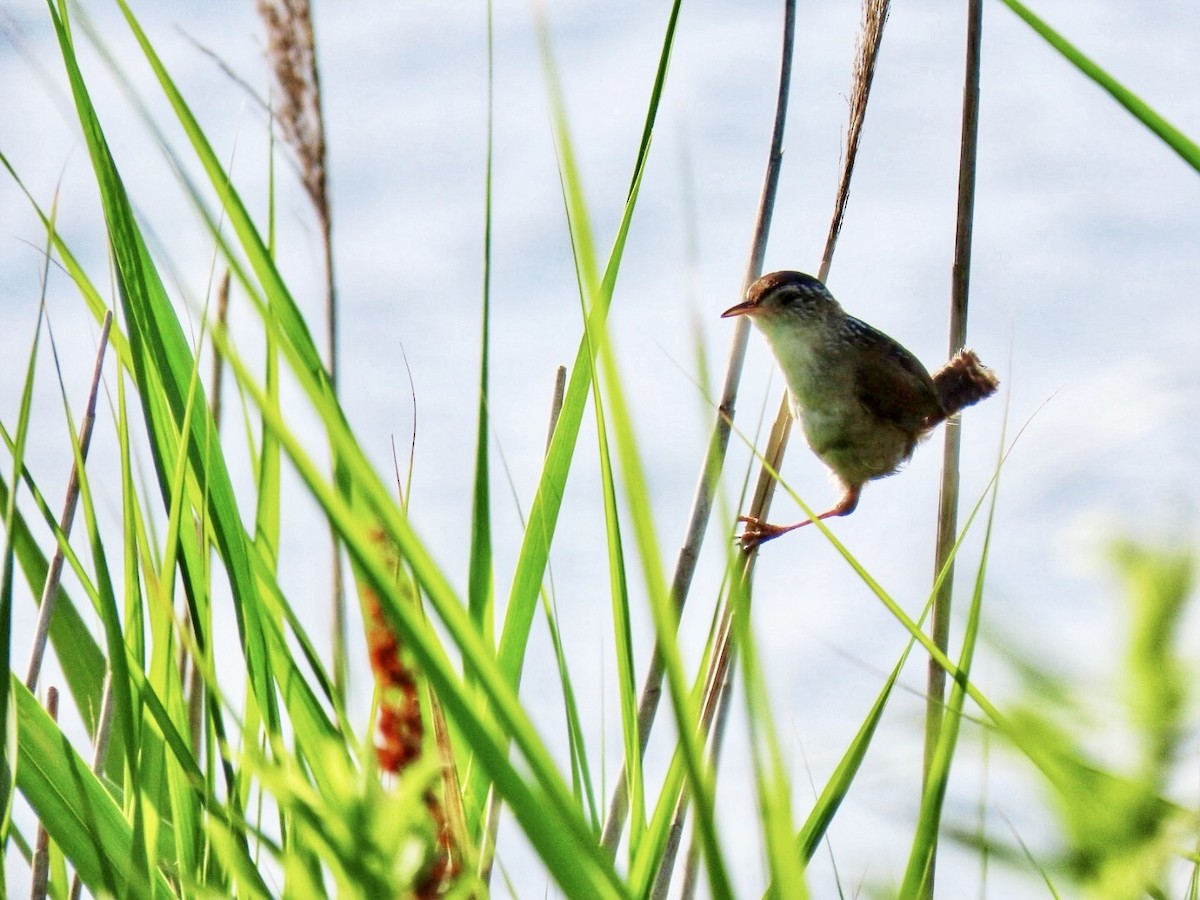 Marsh Wren - ML620743615