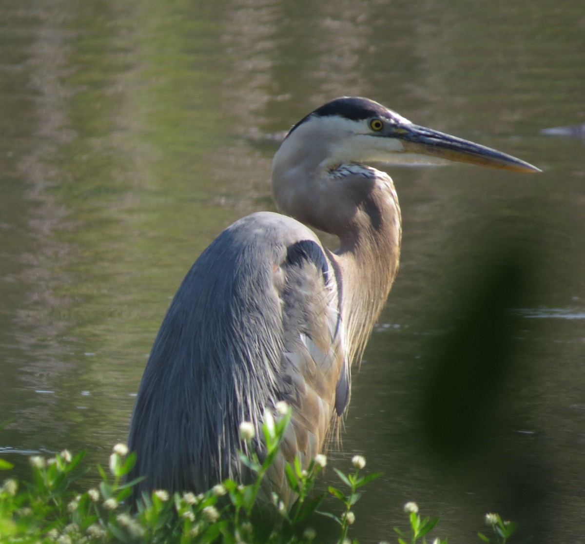 Great Blue Heron - ML620743616