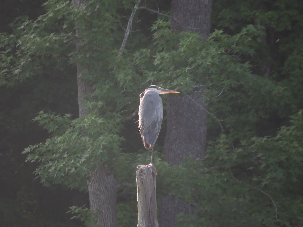 Great Blue Heron - ML620743617