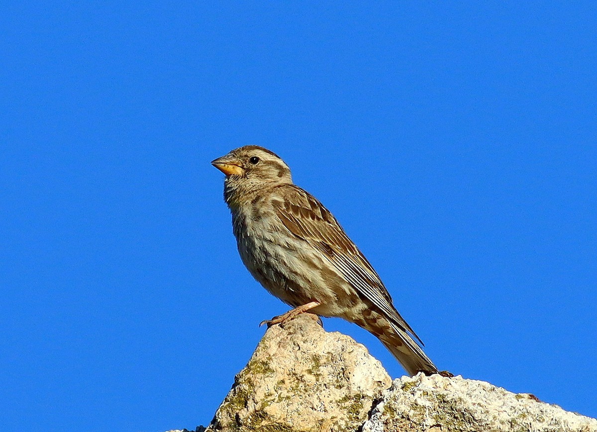 Rock Sparrow - ML620743618