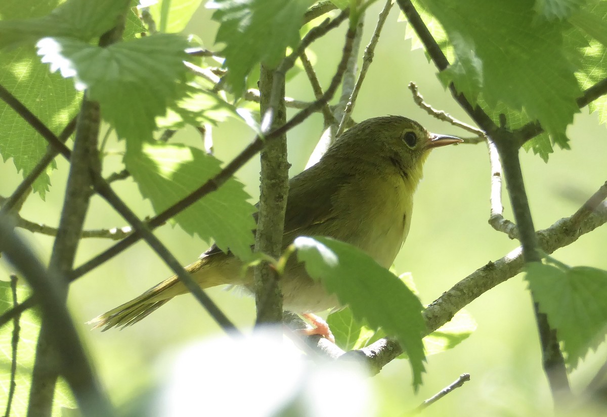 Common Yellowthroat - ML620743619