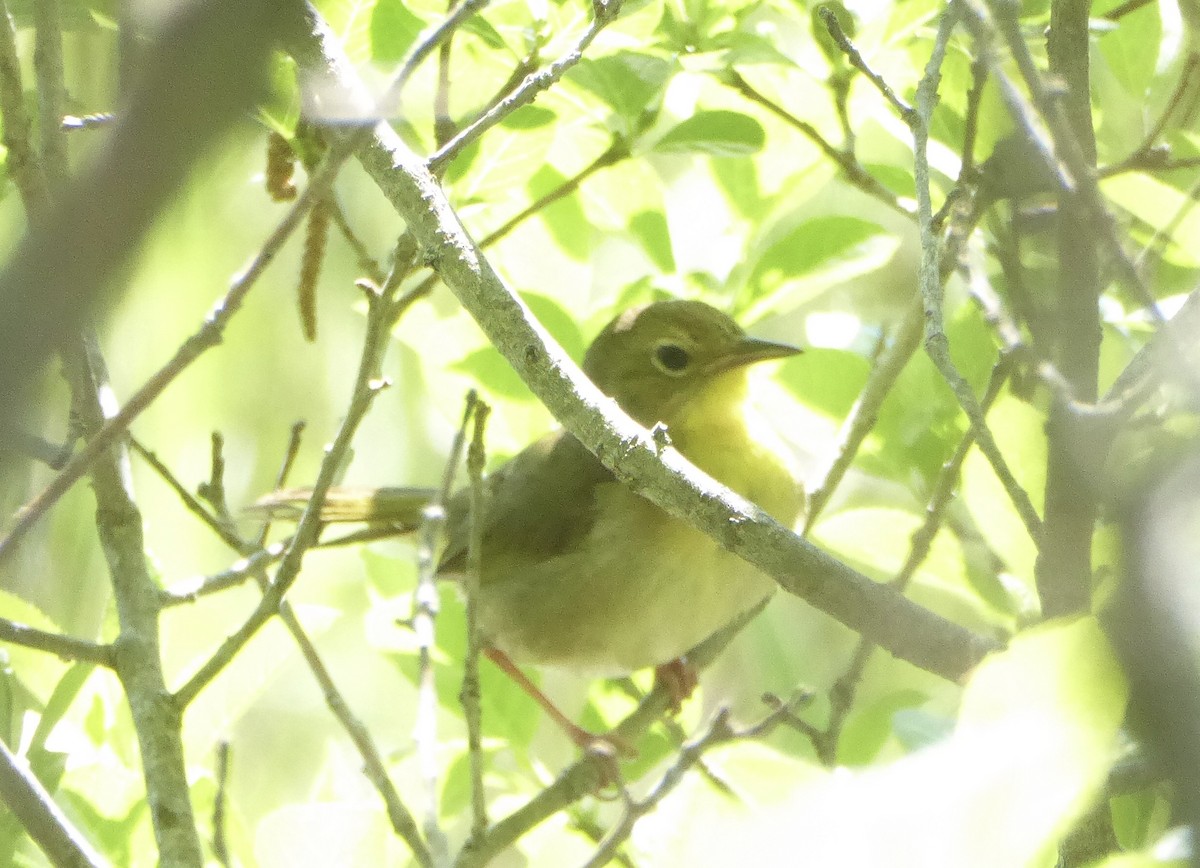 Common Yellowthroat - ML620743620