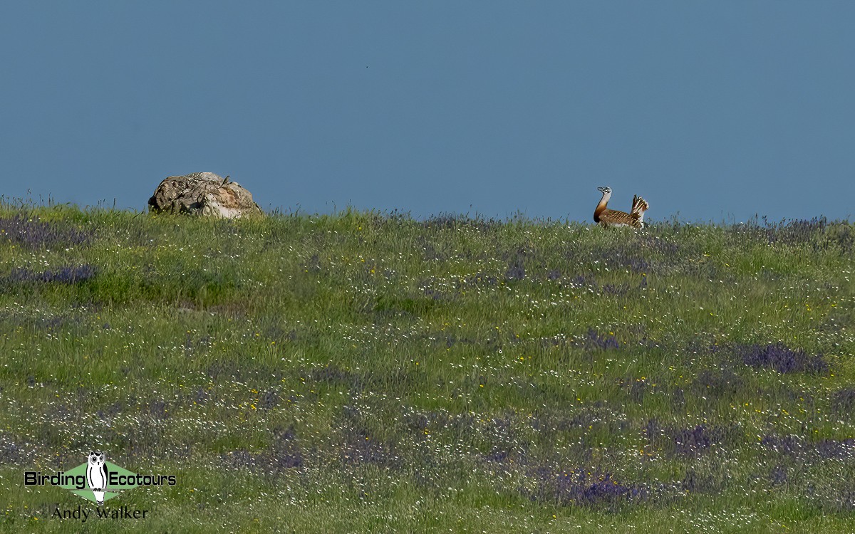 Great Bustard - ML620743624