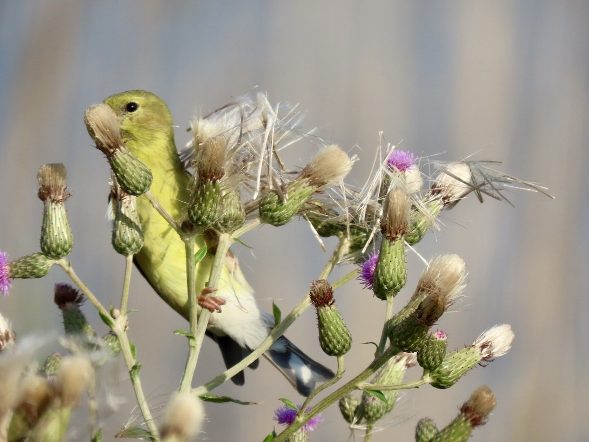 American Goldfinch - ML620743626