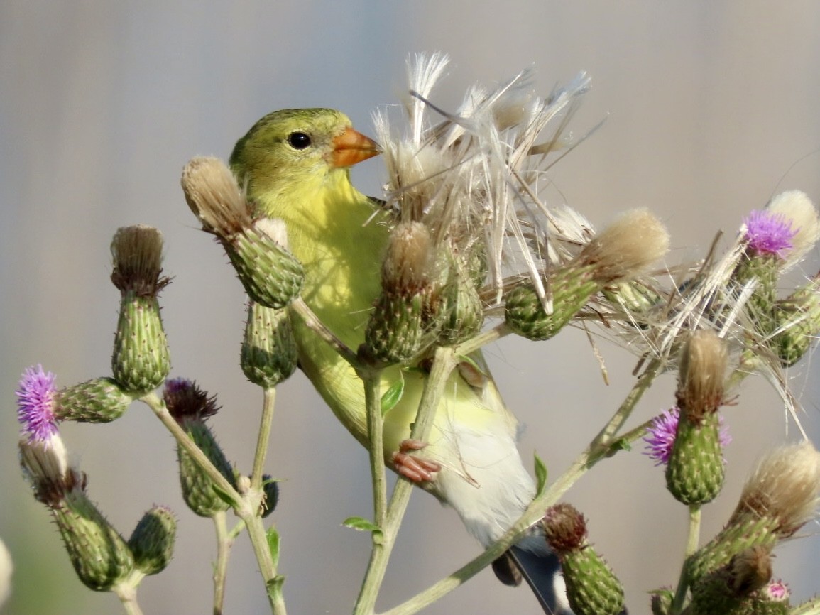 American Goldfinch - ML620743627