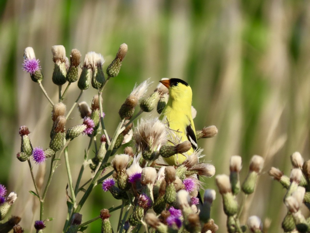 American Goldfinch - ML620743628