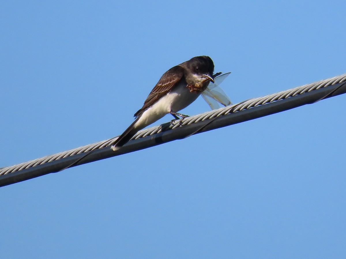 Eastern Kingbird - ML620743629