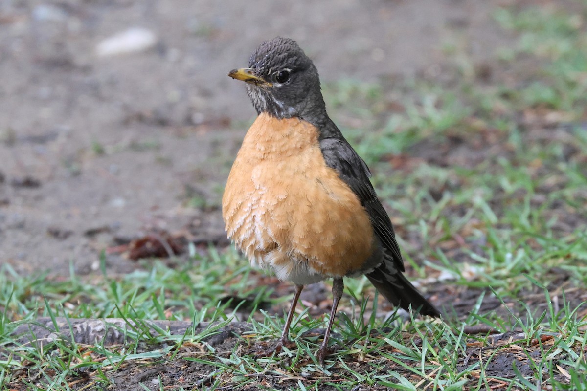 American Robin - ML620743630