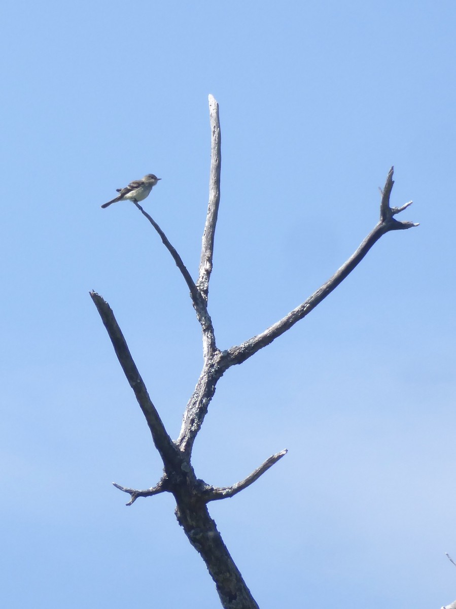 Alder Flycatcher - ML620743631