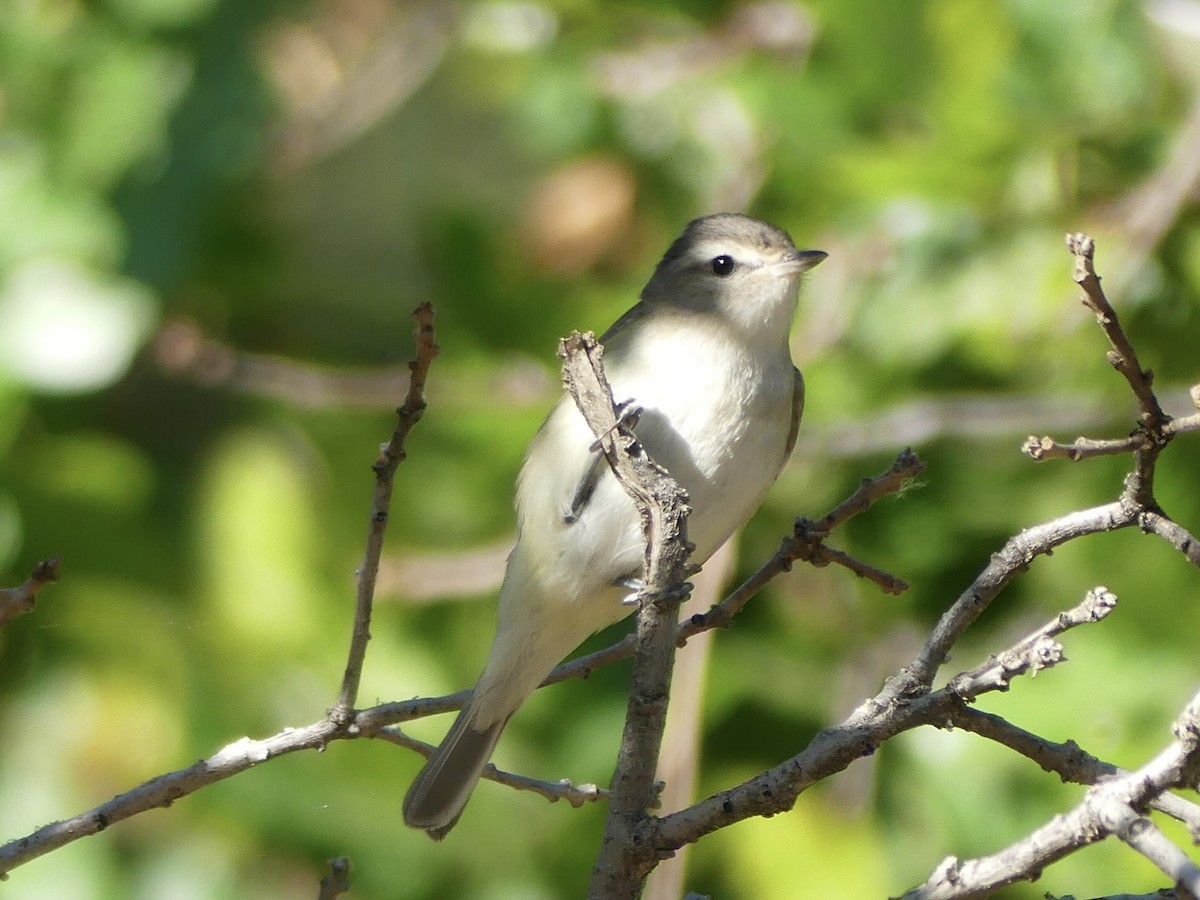 Warbling Vireo - ML620743632