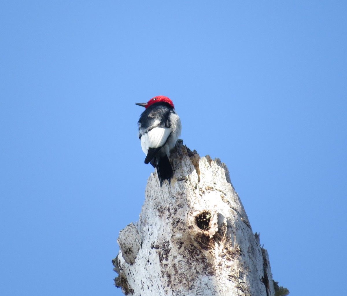 Red-headed Woodpecker - ML620743634