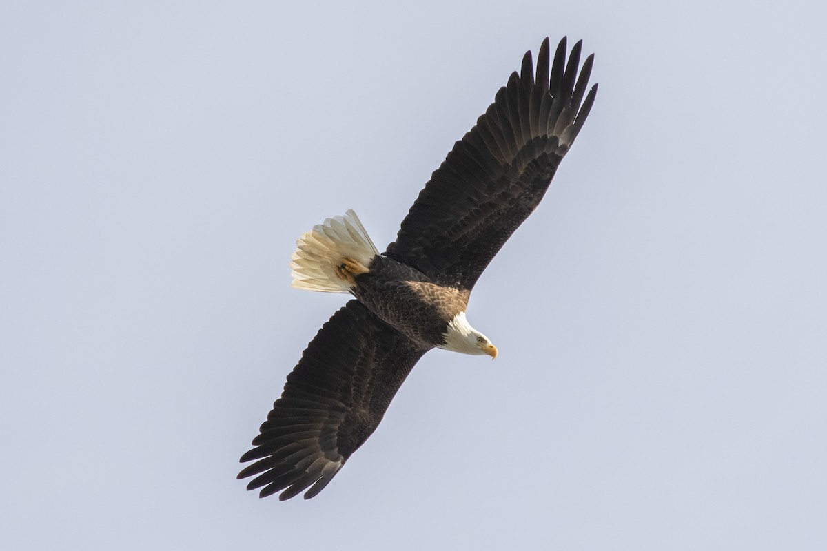 Bald Eagle - ML620743635