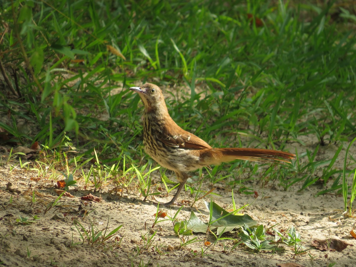 Brown Thrasher - ML620743644