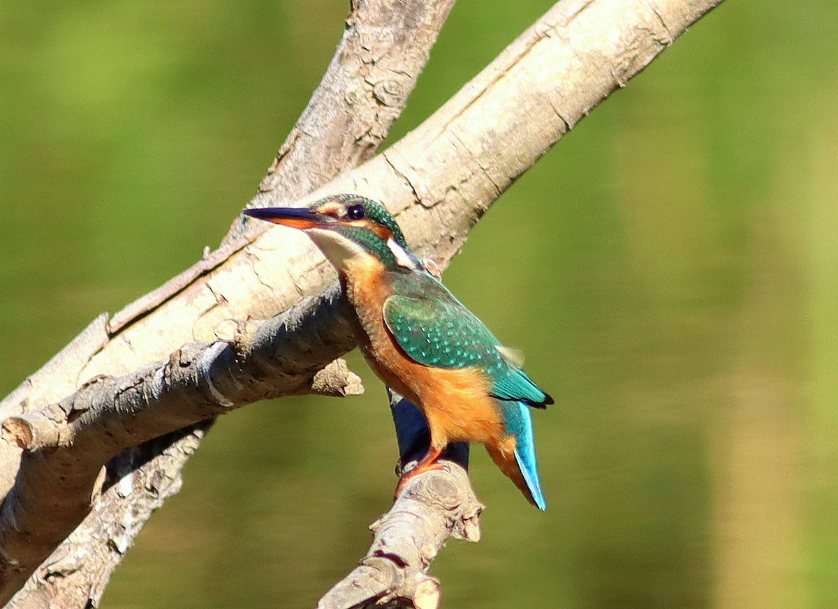 Common Kingfisher - José Aurelio Hernández Ruiz