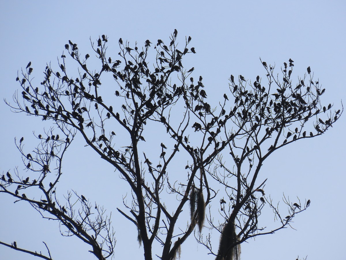 Purple Martin - ML620743647