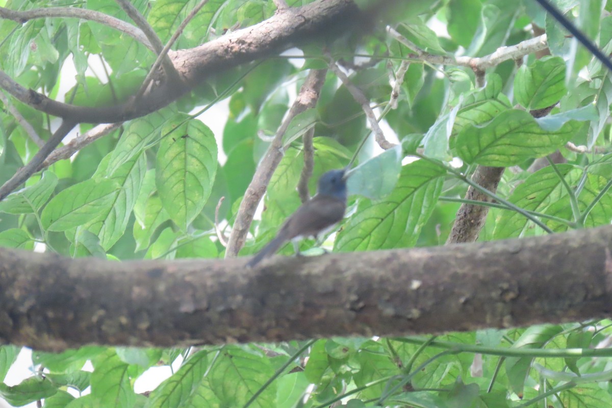 Black-naped Monarch - ML620743648