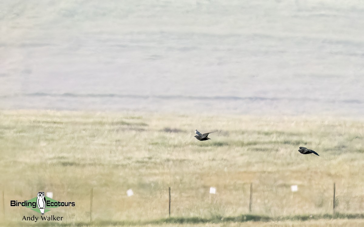 Black-bellied Sandgrouse - Andy Walker - Birding Ecotours