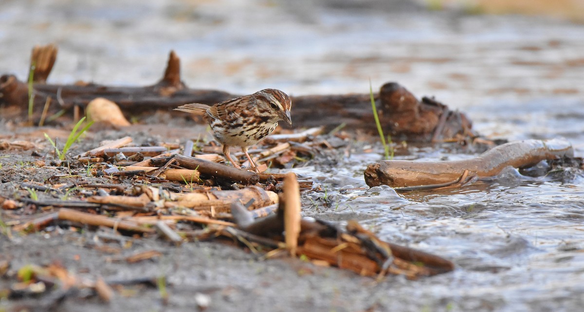 Song Sparrow - ML620743652