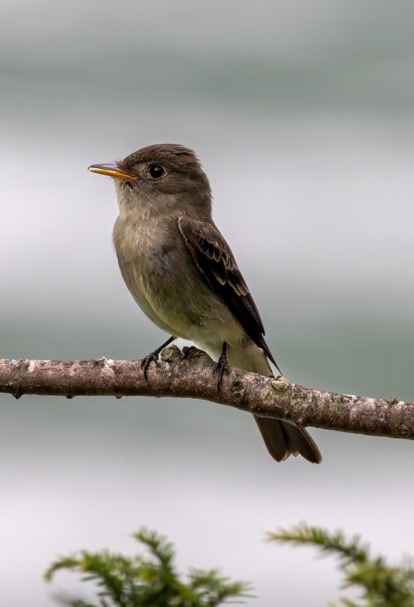 Eastern Wood-Pewee - ML620743653